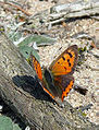 Mažasis auksinukas Lycaena phlaeas