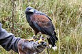 Female Harris' Hawk