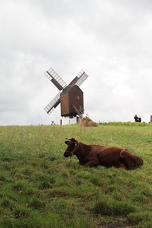 10: Tejn Post Mill from 1830, Gudhjem, Bornholm, en:Denmark, with a cow lying in the foreground.