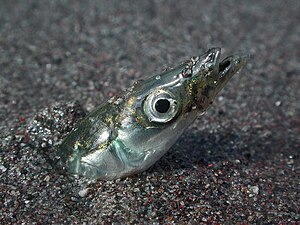 Pacific sand lance (Ammodytes hexapterus) burrowing in sand