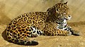 Jaguar in captivity