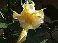 Brugmansia aurea, Einzelblüte