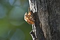 * Nomination A cicada shell stuck to the bark of tree. --John Stockla 19:30, 10 February 2022 (UTC) * Decline Category needed. --Steindy 20:53, 10 February 2022 (UTC)  Oppose unsharp. --Tomer T 22:25, 10 February 2022 (UTC)