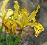 Iris innominata