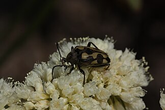 Judolia instabilis