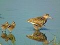 Male with chicks; Mai Po wetlands, Hong Kong, China