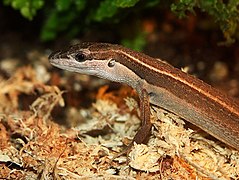 Takydromus sexlineatus W004.jpg