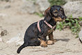 * Nomination Dachshund female. --Medium69 10:54, 30 July 2015 (UTC) * Decline Insufficient DoF. --Livioandronico2013 12:52, 30 July 2015 (UTC)