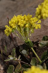 Eriogonum umbellatum