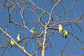 Anjajavy Forest, Madagascar