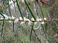 Hakea ulicina