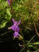 Lobelia urens