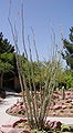 Desert Demonstration Garden in Las Vegas, Nevada