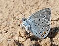 Didysis melsvys Polyommatus amandus, male