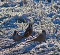 Two males and a female