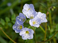 Polemonium reptans 2009.jpg