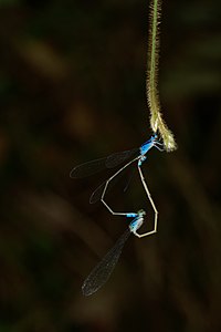 Archibasis oscillans mating pair