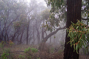 Australian bush