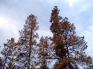 Trees killed by Dendroctonus ponderosae (Mountain pine beetle), Prince George, British Columbia