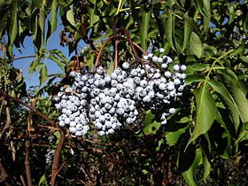 Sambucus caerulea