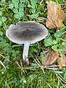 Tricholoma terreum 102666448.jpg