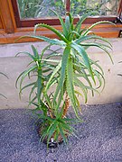 Aloe kedongensis