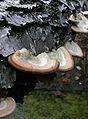 Šiurkščioji kempė Trametes hirsuta