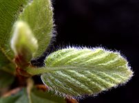 English: Young leave of a 4 months old european beech - closeup