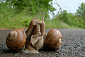 copulating snails