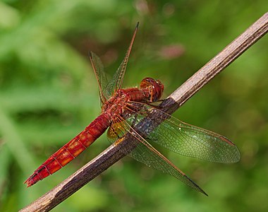 ♀ Crocothemis erythraea (Scarlet Darter)