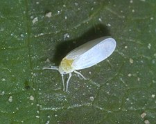 Aleyrodidae P1560596a.jpg