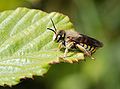 Image 75Solitary bee