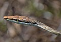 51 Mexican vine snake uploaded by The Cosmonaut, nominated by The Cosmonaut,  10,  2,  0