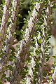 Desert Demonstration Garden in Las Vegas, Nevada