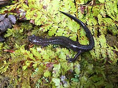 Plethodon nettingi 3791892.jpg