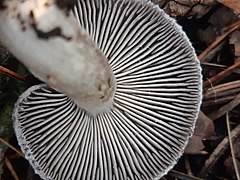 Tricholoma terreum 103319733.jpg