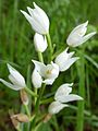 Cephalanthera longifolia Germany - Zeutern