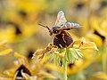 Image 118Eastern cicada killer perched on a black-eyed susan