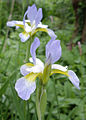 'Summer Sky' flower close-up