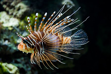 Pterois antennata (Spotfin Lionfish)