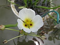 Sagittaria montevidensis