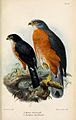 Accipiter erythropus & Accipiter toussenelii