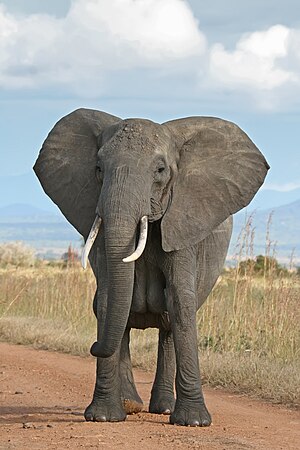 African Bush Elephant, female