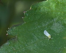 Aleyrodidae P1560545b.jpg