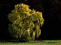 * Nomination Weeping willow at Bruderwald in Bamberg --Ermell 06:13, 19 May 2019 (UTC) * Promotion  Support Good quality. --Manfred Kuzel 06:36, 19 May 2019 (UTC)