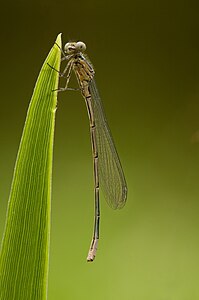 ♀ Coenagrion puella (Azure Damselfly), immature