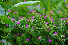 Cuphea hyssopifolia 07505.jpg