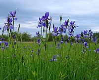 Iris sibirica