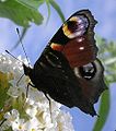 Inachis io (European peacock)