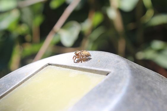 Evarcha jucunda (salticidae)